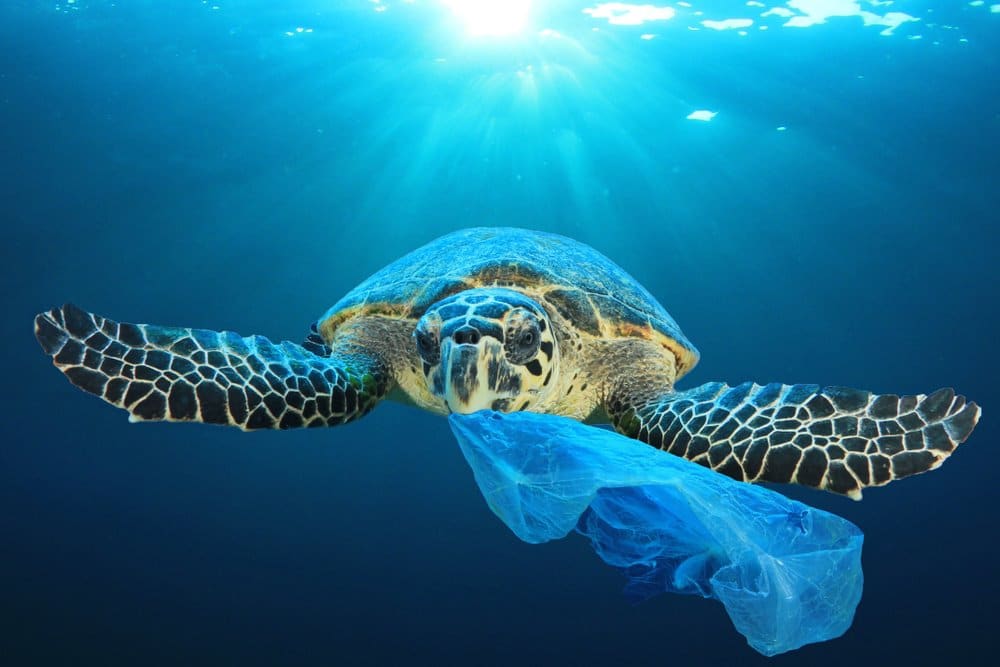 Stop Single-Use Plastic Pollution by Leveling the Playing Field