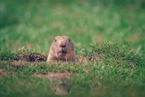 Is It Groundhog Day All Over Again for the Shutdowns?